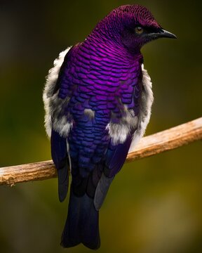 This macro, close up image shows the rear view of a colorful Violet-Backed Starling (Cinnyricinclus leucogaster) bird perched on a branch.