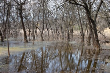 lake in the forest