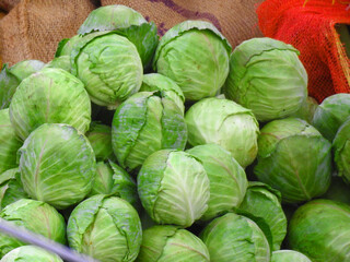 fresh cabbage for sell