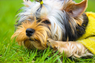 A cute Yorkshire Terrier puppy lying on a grass in a spring, chewing on a stick.