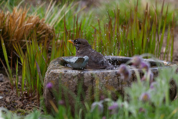 A blackbird taking a bath in a bird bath with haziness by motion