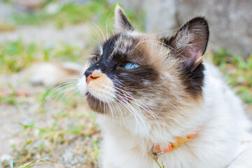 Portrait of cat with spotted fur. Cat of various colors.