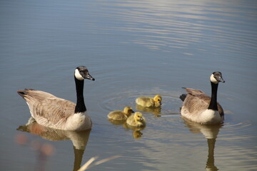 Spring Babys On The Water, Pylypow Wetlands, Edmonton, Alberta