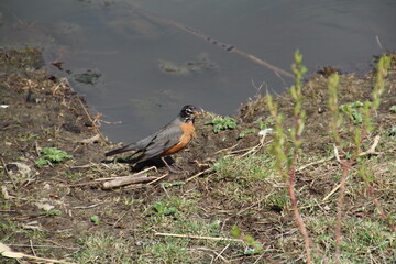 Robin By The Water, Pylypow Wetlands, Edmonton, Alberta