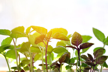 green leaves on a sunny day