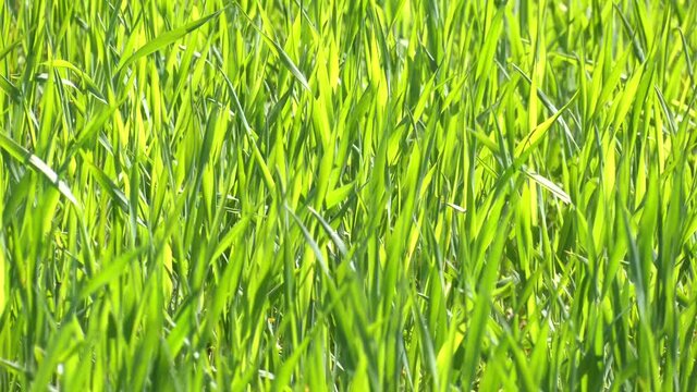The field of young wheat. Background green grass.  Agricultural field on which young cereals grow. Young green wheat seedlings growing in soil on a field. 
