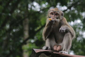 Naklejka premium japanese macaque sitting on a tree