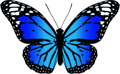 Color butterfly , isolated on white background