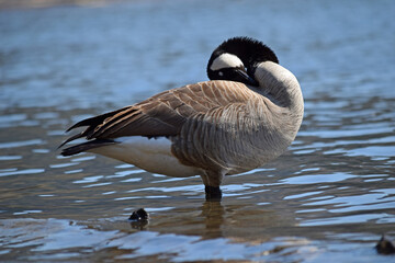 Canada Goose at river.