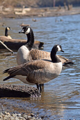 Canada Geese at river.