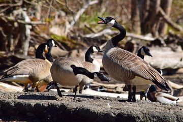 Canada Geese at river.