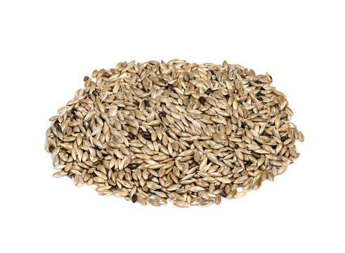 handful of unhulled scagliola canary seed on white