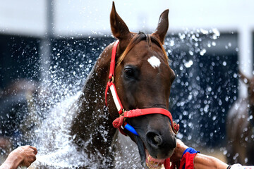 Race horse getting cooled down after race.water spray for Cooling Down on a Hot Summer Day: Horse...