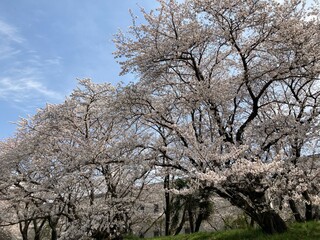 Obraz premium tree blossom