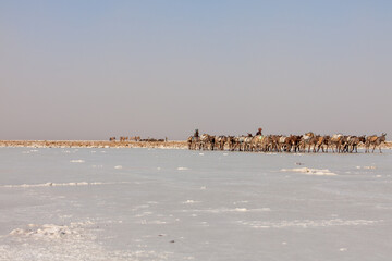 Fototapeta na wymiar Salt Caravan in Danakil Desert, Afar Triangle, Ethiopia