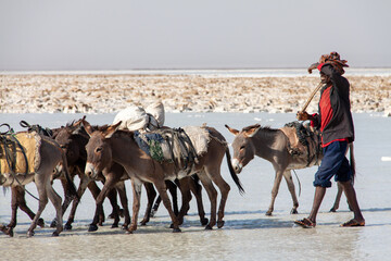 A Man walks with donkey caravan in the Danakil Depression, one of the hottest and most inhospitable places on Earth