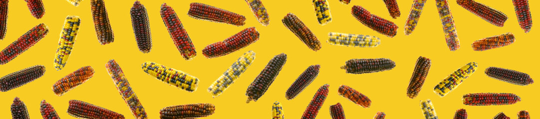 Corn cob banner. Multicolored corn cob pattern.Corn cobs on yellow  background. Farmed organic bio corn. Vegetable banner. Organic pure bio vegetables.