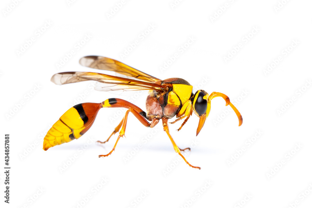 Wall mural image of black back mud-wasp isolated on white background. animal. insect.