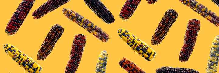 Corn cob banner. Multicolored corn cob pattern.Corn cobs on  orange  background. Farmed organic bio corn. Vegetable banner. Organic pure  vegetables.