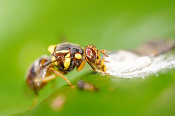 Macro Red ant queen on a white background. It is female. Has reproductive functions.