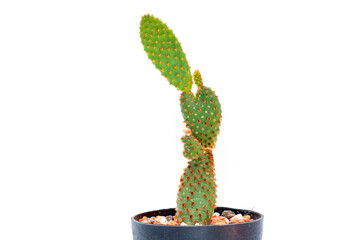 Image of cactus isolated on white background. Small decorative plant. Front view.