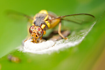 Macro Red ant queen on a white background. It is female. Has reproductive functions.