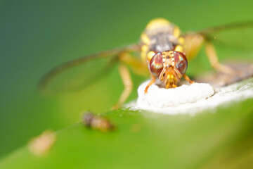 Macro Red ant queen on a white background. It is female. Has reproductive functions.