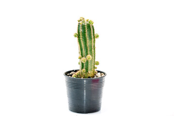 Image of cactus isolated on white background. Small decorative plant. Front view.