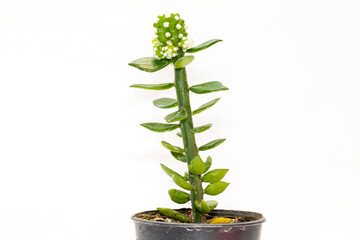 Image of small decorative plant in pots isolated on white background. Front view.