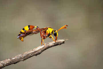 Image of black back mud-wasp on dry branch on natural background. Insect. Animal.