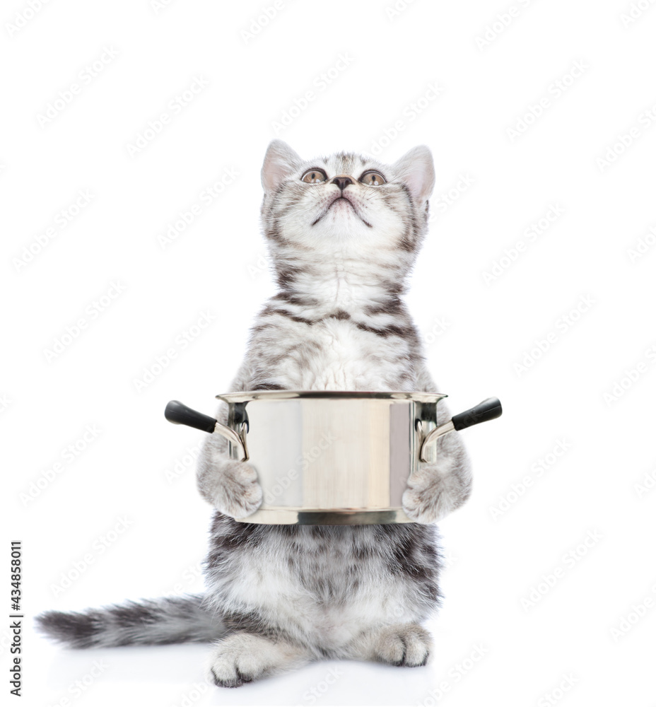 Poster kitten holds a pan and asks looks up. isolated on white background