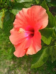 Red hibiscus flower in focus