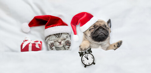 Cute kitten and tiny Pug puppy wearing santa hats sleep together with gift box under a white blanket on a bed at home. Pug puppy holds alarm clock. Top down view