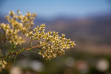 Narrow depth of field shot focusing on a yellow native Australian plant.