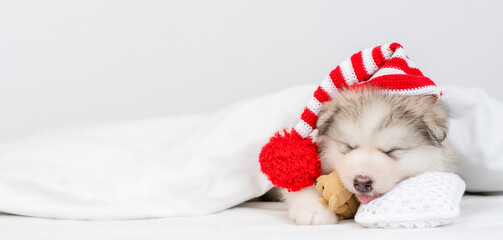 Alaskan malamute puppy wearing warm hat sleeps on a bed under warm blanket and hugs favorite toy bear. Empty space for text