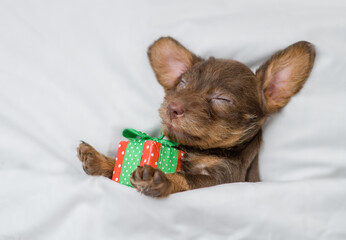 Dachshund puppy hugs gift box and sleeps on a bed under white blanket at home. Top down view