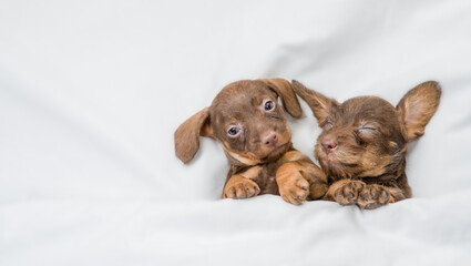 Two dachshund puppies sleep together under a white blanket on a bed at home. Top down view. Empty space for text