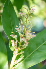 White flowers close-up macro with soft focus on a meadow in nature. White flower flowers on blurred background nature.