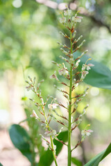 White flowers close-up macro with soft focus on a meadow in nature. White flower flowers on blurred background nature.