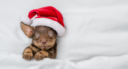 Funny Dachshund puppy wearing red santa hat sleeps under white blanket at home. Top down view....