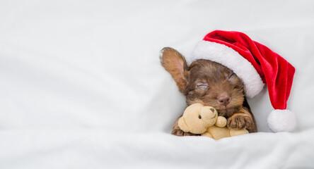 Funny Dachshund puppy wearing red santa hat sleeps under white blanket at home and hugs favorite...