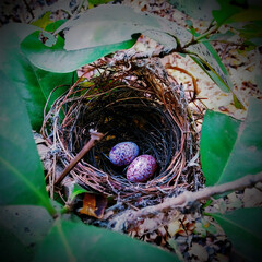 Nest of bulbul bird