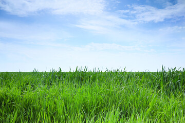 Fototapeta na wymiar Fresh green grass on field