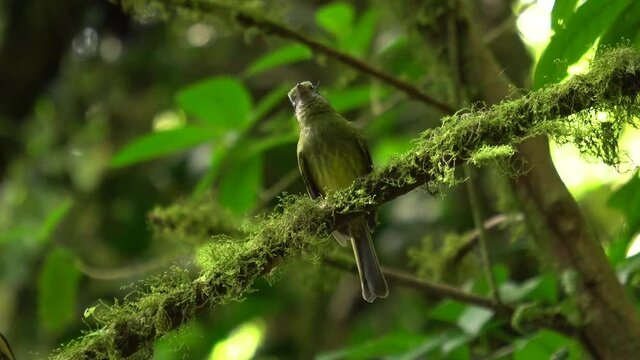 「Brevirostris」の写真素材 754件の無料イラスト画像 Adobe Stock