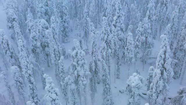 Aerial view revealing a man trekking between snowy, winter trees, in Lapland - tilt, drone shot