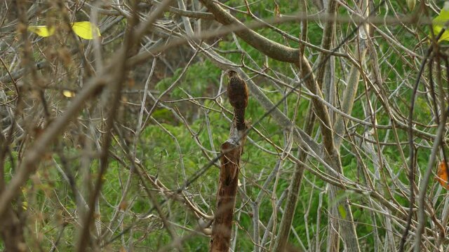 Bird of prey perched in tree hunting for food. Static telephoto.