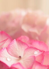 Obraz na płótnie Canvas 美しいピンクの紫陽花、アジサイの花、クローズアップ