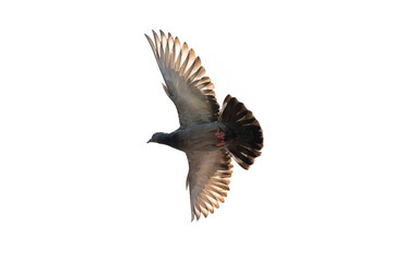 Action Scene of Rock Pigeon Flying in The Air Isolated on Clear Sky