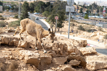 Capra ibex nubiana, Nubian Ibexes family near Mitzpe Ramon. Animal walking freely in urban city...