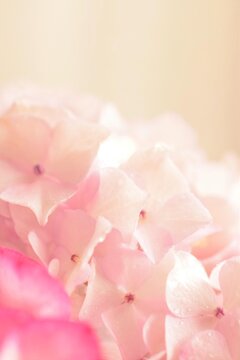 美しいピンクの紫陽花、アジサイの花、クローズアップ © yuri-ab